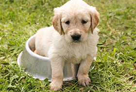 Petmark, alimenti e prodotti per animali