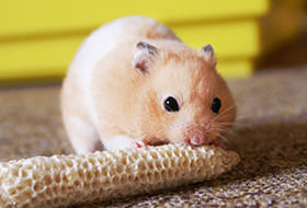 Petmark, alimenti e prodotti per animali