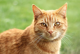 Petmark, alimenti e prodotti per animali